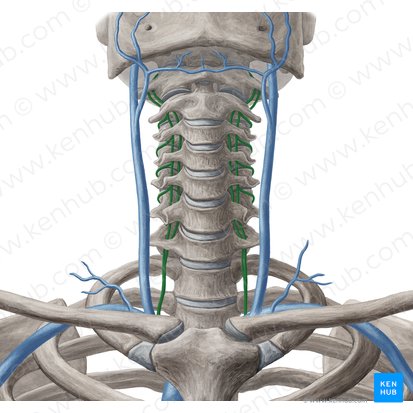 Vena vertebral (Vena vertebralis); Imagen: Yousun Koh