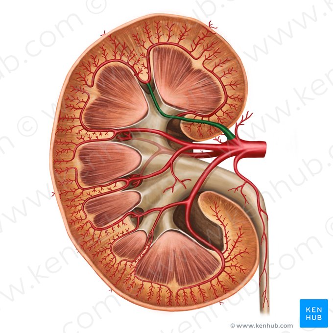 Arteria segmentaria superior del riñón (Arteria segmenti superioris renis); Imagen: Irina Münstermann