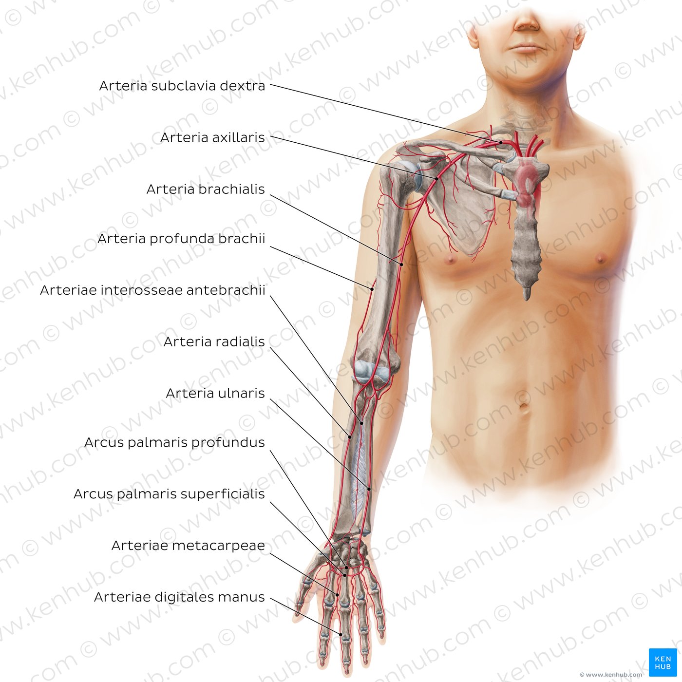 Anteriore Ansicht der Arterien der oberen Extremität