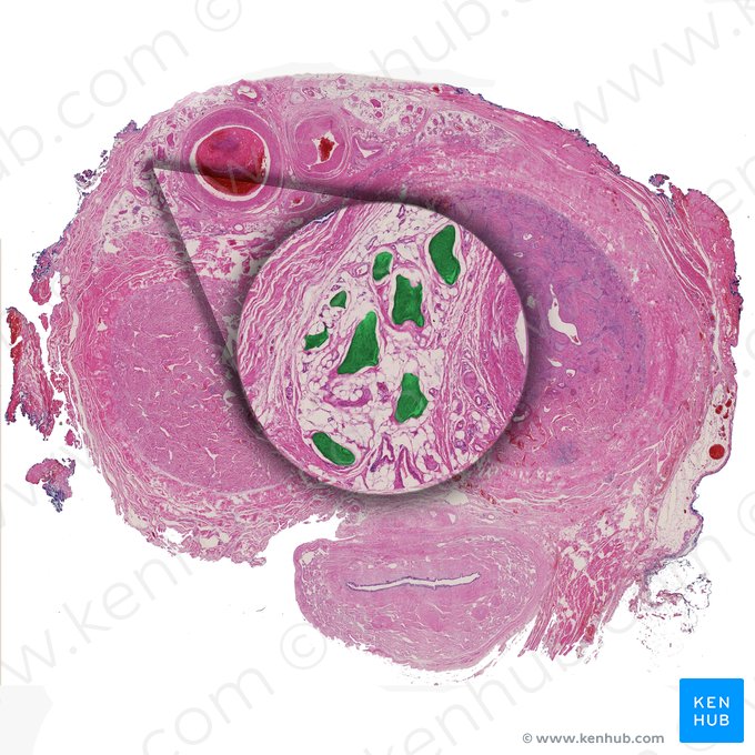 Nervo dorsal do pênis (Nervus dorsalis penis); Imagem: 