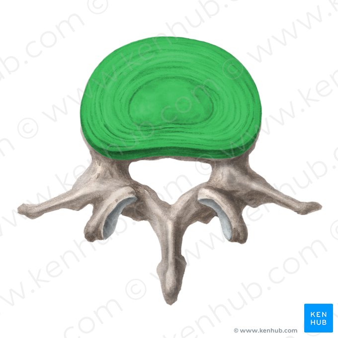 Disco intervertebral (Discus intervertebralis); Imagem: Liene Znotina