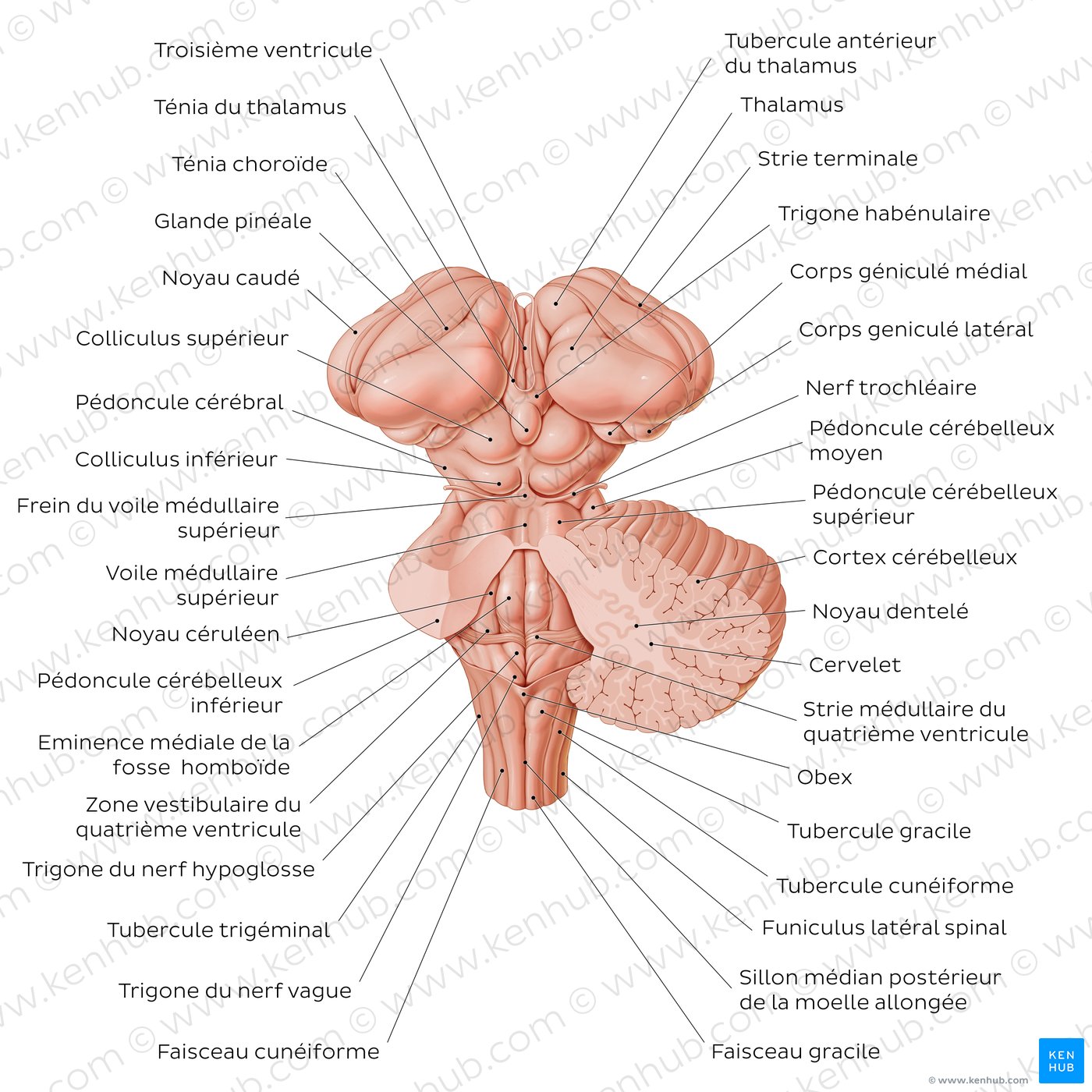 Brainstem
