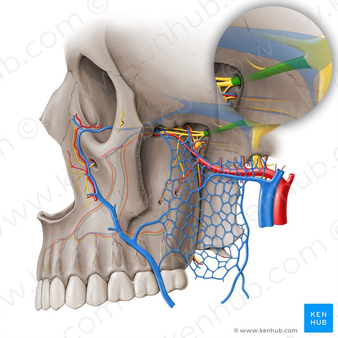 Maxillary nerve (Nervus maxillaris); Image: Paul Kim