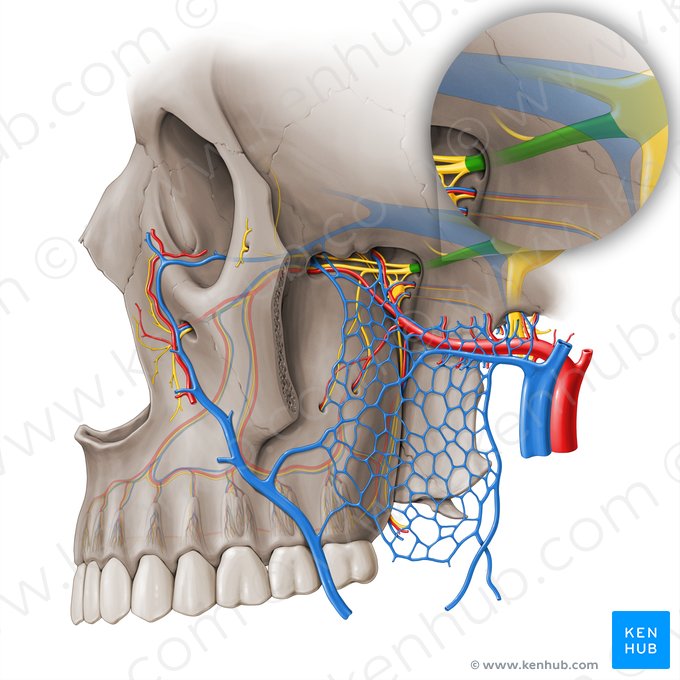 Nervo maxilar (Nervus maxillaris); Imagem: Paul Kim
