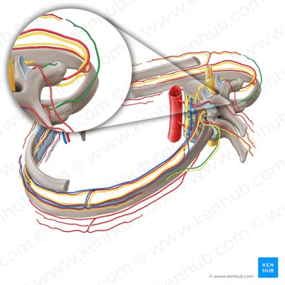 Lateral dorsal cutaneous branch of posterior intercostal artery (Ramus cutaneus dorsalis lateralis arteriae intercostalis posterioris); Image: Paul Kim