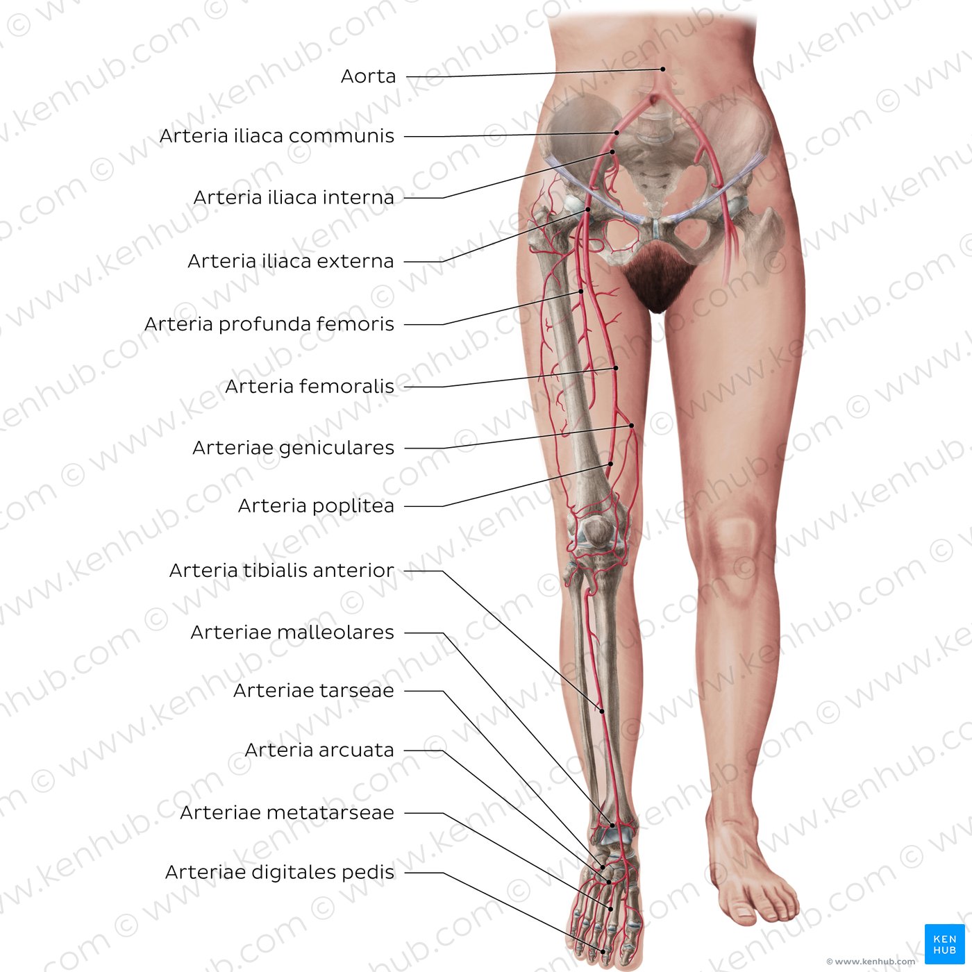 Arterien der unteren Extremität