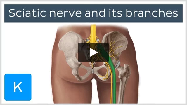 Sciatic nerve: Origin, course and branches