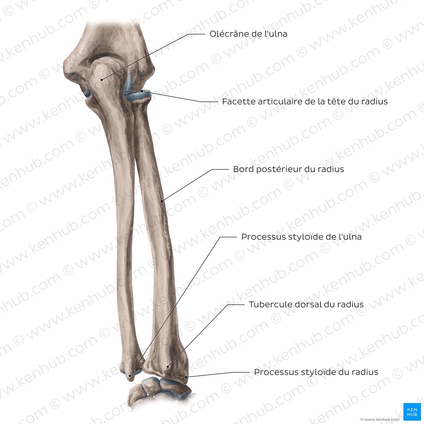 Radius et ulna : vue postérieure