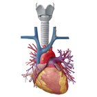 Lymphatics of the heart