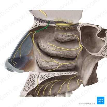 Nervus ethmoidalis anterior (Vorderer Siebbeinnerv); Bild: Begoña Rodriguez