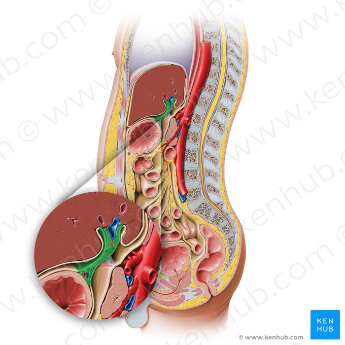 Lesser omentum (Omentum minus); Image: Paul Kim