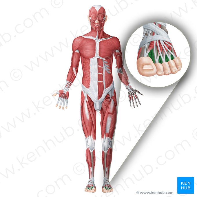 Muscles interosseux dorsaux du pied (Musculi interossei dorsales pedis); Image : Irina Münstermann