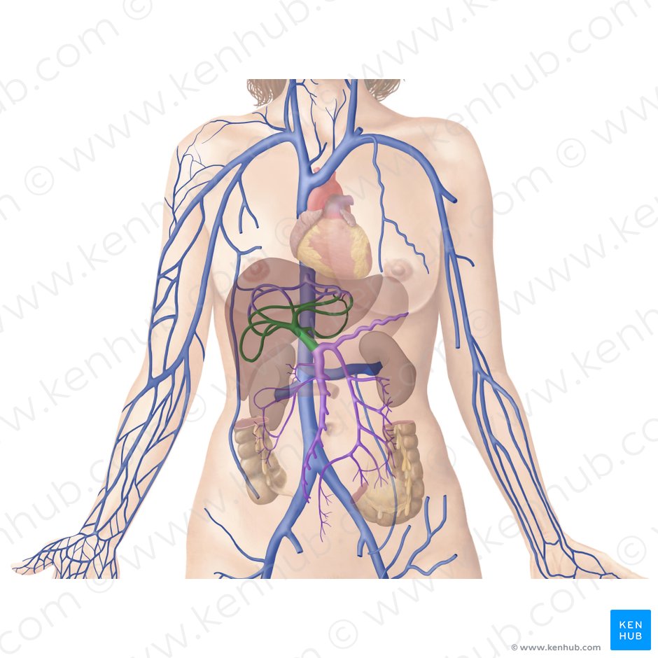 Hepatic portal vein: Anatomy, function, clinical points | Kenhub