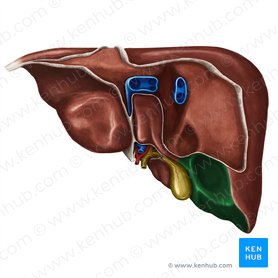 Superfície visceral do lobo direito do fígado (Facies visceralis lobi dextri hepatis); Imagem: Irina Münstermann