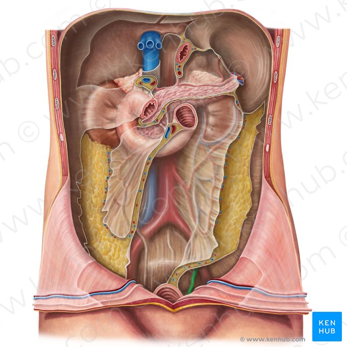 Ureter esquerdo (Ureter sinister); Imagem: Irina Münstermann