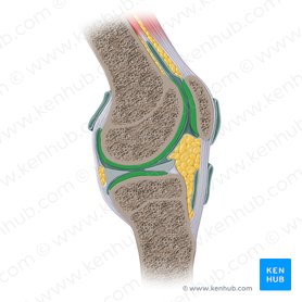 Articular cartilage of knee joint (Cartilago articularis genus); Image: Paul Kim