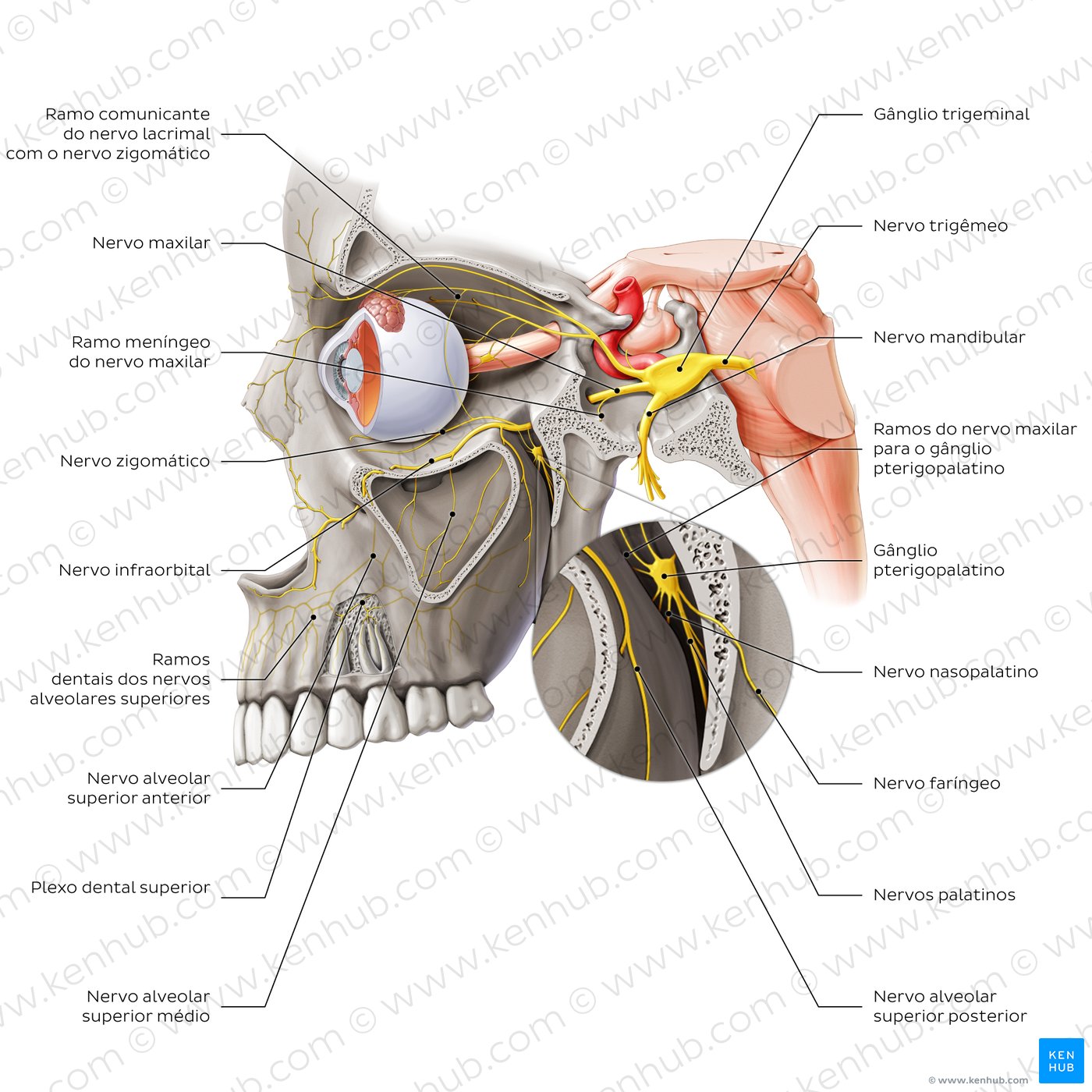 Overview of the maxillary nerve (lateral-left view)