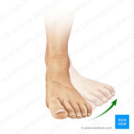 Eversion of foot (Eversio pedis); Image: Paul Kim
