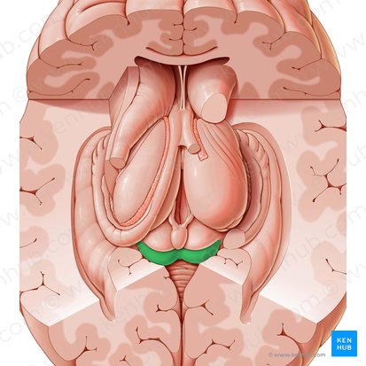 Colículo inferior (Colliculus inferior); Imagen: Paul Kim