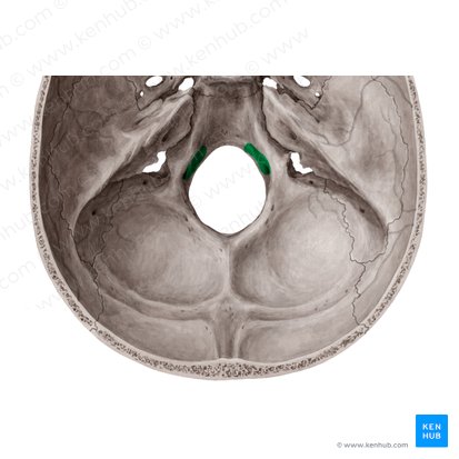 Conducto del hipogloso del hueso occipital (Canalis nervi hypoglossi); Imagen: Yousun Koh