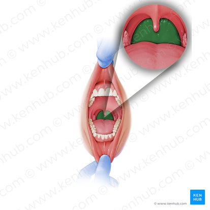 Paries posterior pharyngis (Hinterwand des Rachens); Bild: Paul Kim