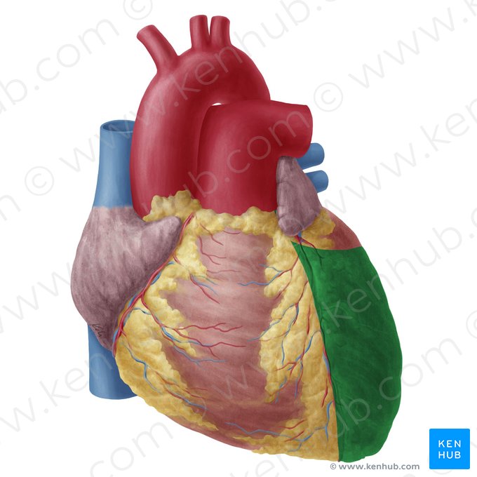Ventrículo esquerdo do coração (Ventriculus sinister cordis); Imagem: Yousun Koh