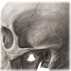 Neurocranium