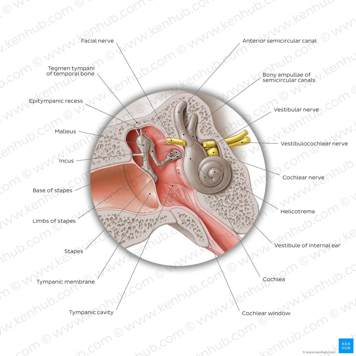 Anatomy of human ear, auditory ossicles, malleus,incus, stapes