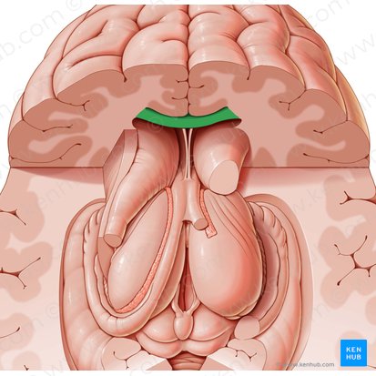 Cuerpo calloso (Corpus callosum); Imagen: Paul Kim