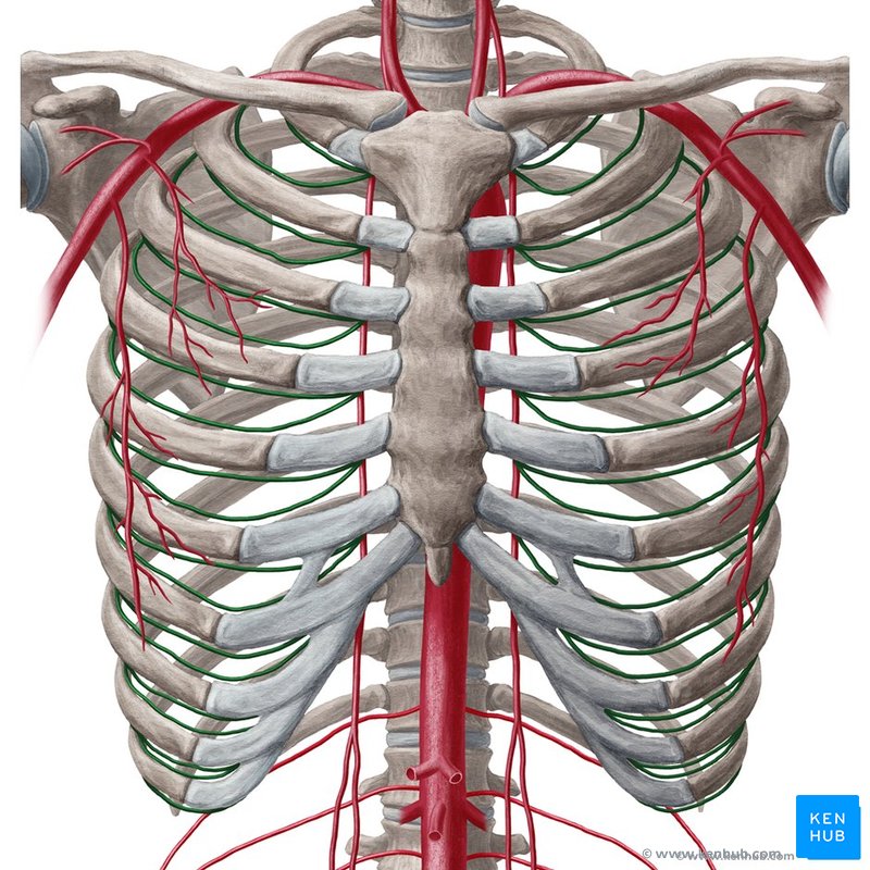 Anterior intercostal arteries (Arteriae intercostales anteriores)