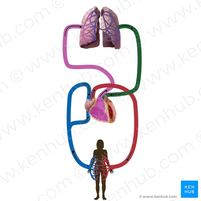 Veines pulmonaires (Venae pulmonales); Image : Begoña Rodriguez