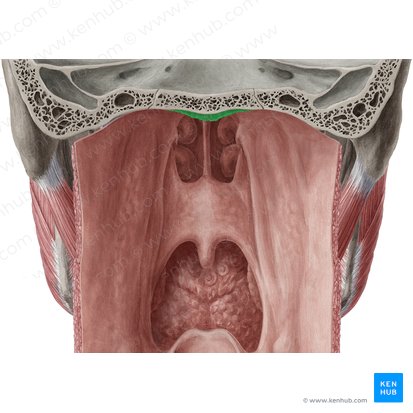 Pharyngeal tonsil (Tonsilla pharyngea); Image: Yousun Koh