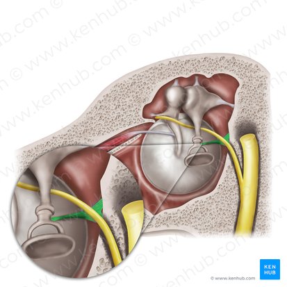 Músculo estapedio (Musculus stapedius); Imagen: Mao Miyamoto