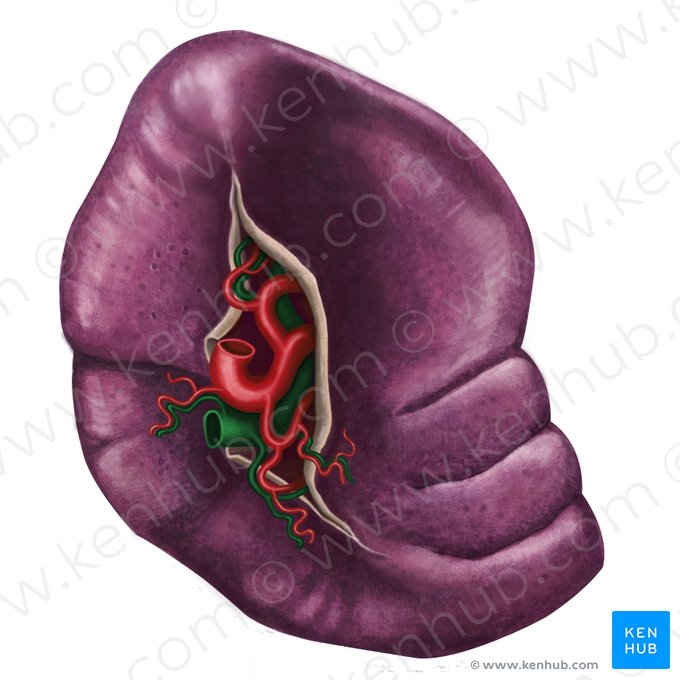 Splenic vein (Vena splenica); Image: Irina Münstermann