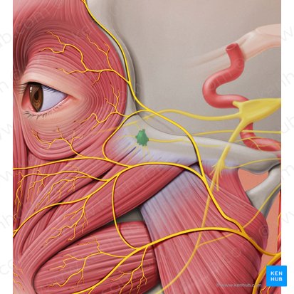 Pterygopalatine ganglion (Ganglion pterygopalatinum); Image: Paul Kim