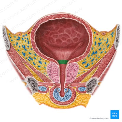 Cuello de la vejiga urinaria (Cervix vesicae urinariae); Imagen: Irina Münstermann