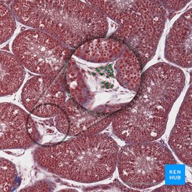 Interstitial endocrine cell (of Leydig) (Endocrinocytus interstitialis); Image: 