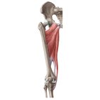 Adductors of the thigh