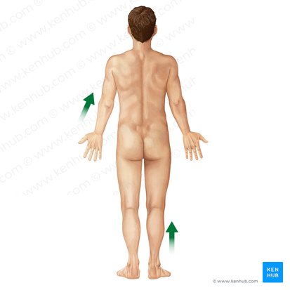 Proximal (Proximalis); Image: Irina Münstermann