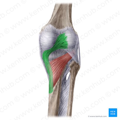 Oblique popliteal ligament (Ligamentum popliteum obliquum); Image: Liene Znotina