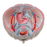 Becken und Damm (Perineum)