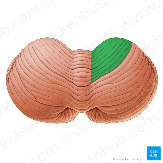 Anterior quadrangular lobule of cerebellum (Lobulus quadrangularis anterior cerebelli); Image: Paul Kim