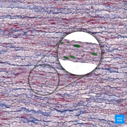 Nucleus schwannocyti/fibroblasti endoneurialis (Zellkern einer Schwann-Zelle oder eines endoneurialen Fibroblasten); Bild: 