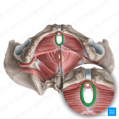 Músculo esfíncter uretrovaginal (Musculus sphincter urethrovaginalis); Imagem: Liene Znotina