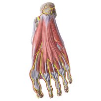Ankle and foot
