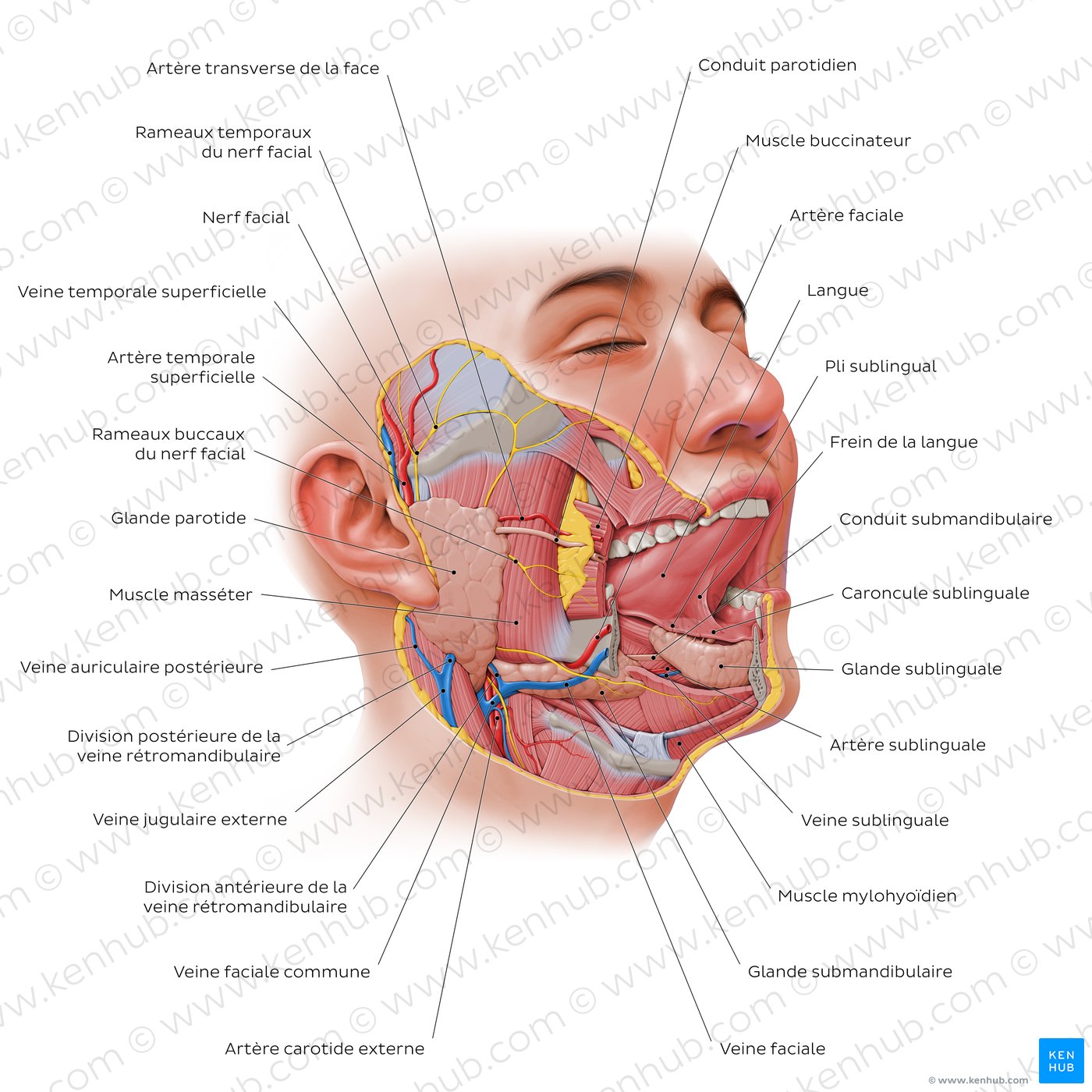 Glandes salivaires Aperçu, anatomie, aspects cliniques Kenhub — free download