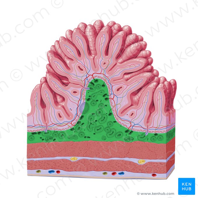 Submucosa (Tela submucosa); Imagen: Paul Kim