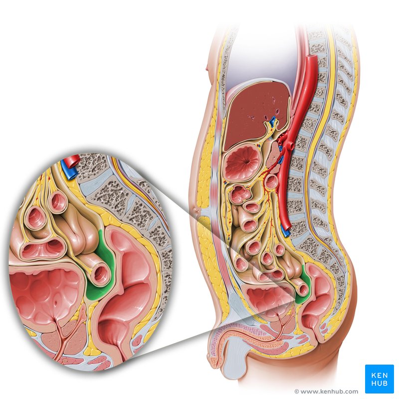 Rectovesical pouch - lateral-right view