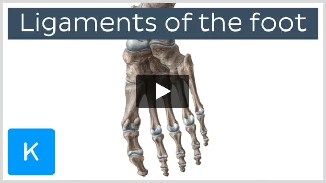 Imaging of Chopart (Midtarsal) Joint Complex: Normal Anatomy and