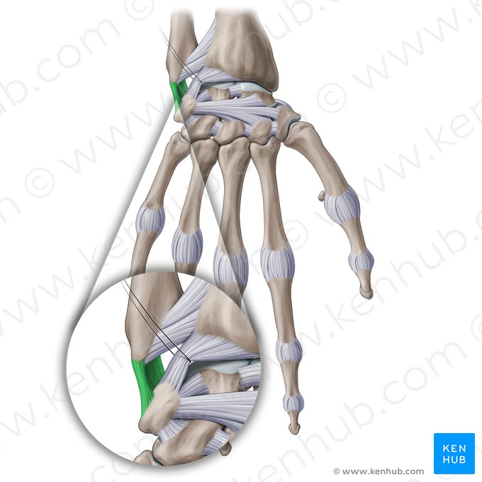 Ulnar collateral ligament of wrist joint (Ligamentum collaterale ulnare carpi); Image: Paul Kim